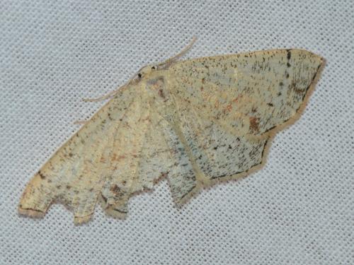 Réf. 182 471 : Cyclophora punctaria
