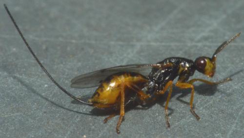 Megastigmus sp.
