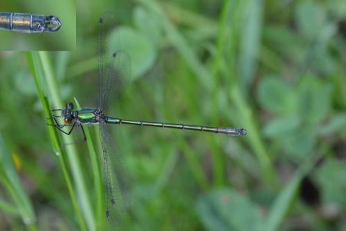 Lestes dryas