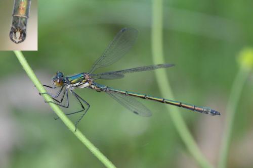 Lestes dryas