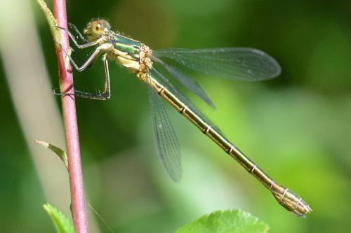 Lestes dryas