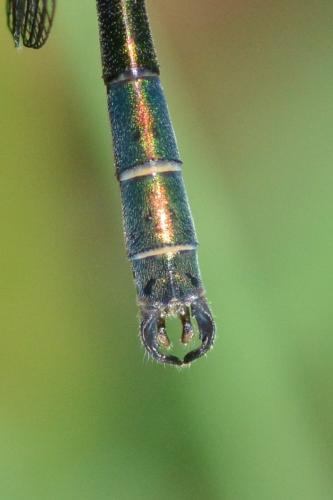 Lestes dryas