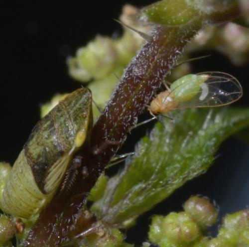 Trioza urticae