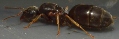 Réf. 182 861 : Lasius sp.