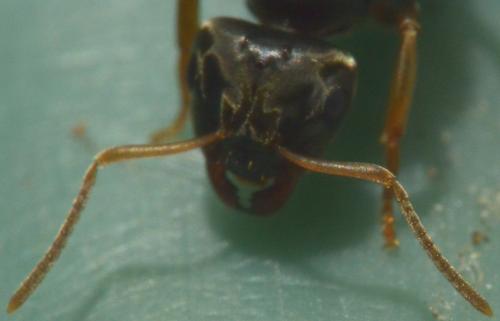 Réf. 182 973 : Lasius sp.