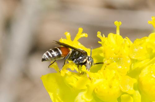 Harpactus affinis