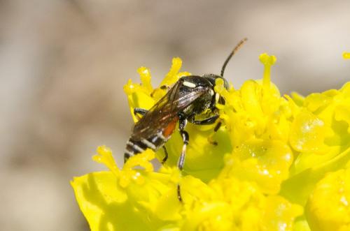 Harpactus affinis