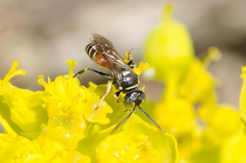 Harpactus affinis
