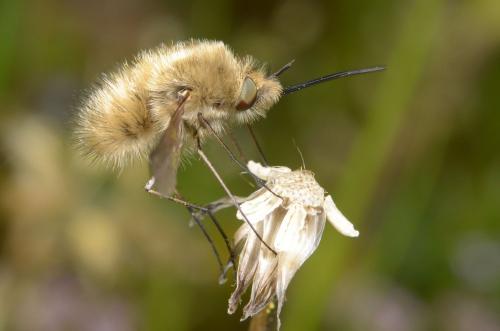 Bombylius sp.