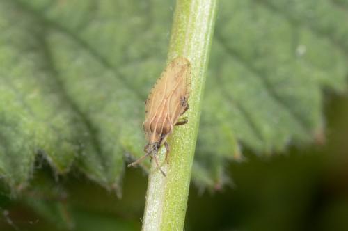 Réf. 182 437 : Tingis sp.