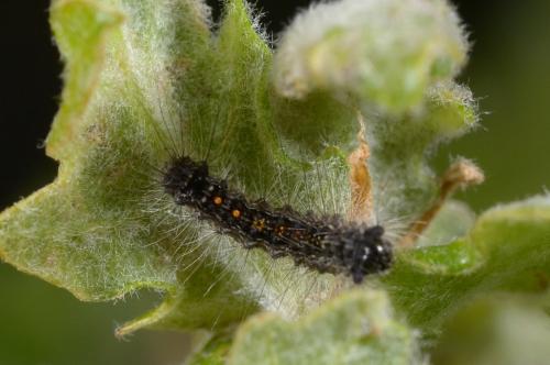 Lymantria dispar