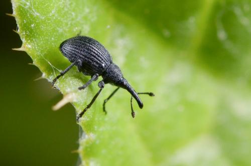 Réf. 182 197 : Apioninae inconnu
