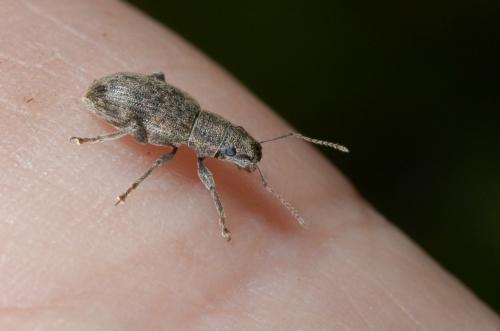 Brachyderes sp.