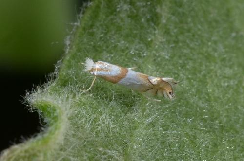 Phyllonorycter roboris