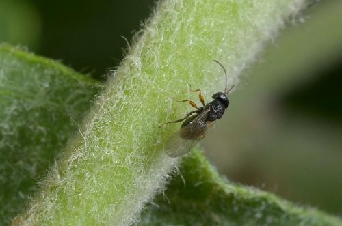 Réf. 182 439 : Synergus sp.