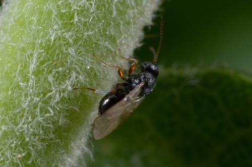 Synergus sp.