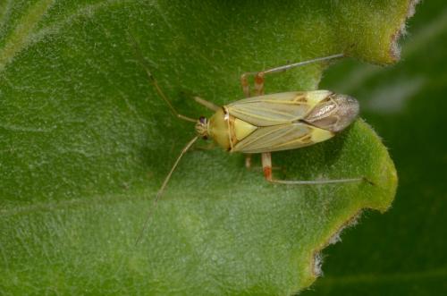 Rhabdomiris striatellus