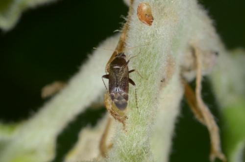 Psallus sp.