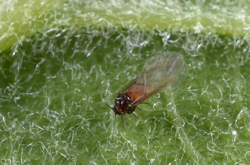 Phylloxera sp.