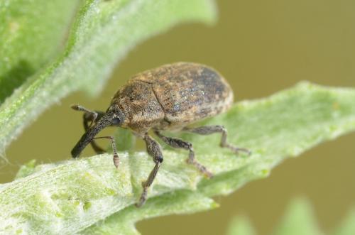 Réf. 182 702 : Larinus sp.