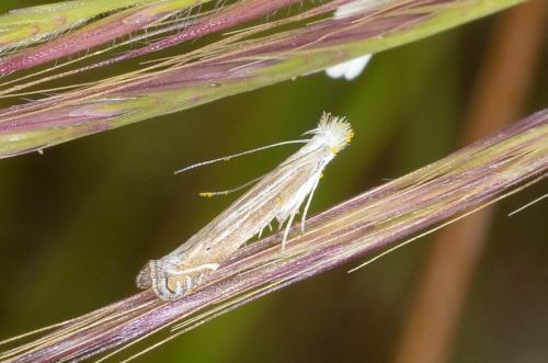 Réf. 182 707 : Isophrictis anthemidella