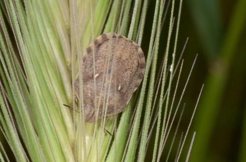 Eurygaster maura