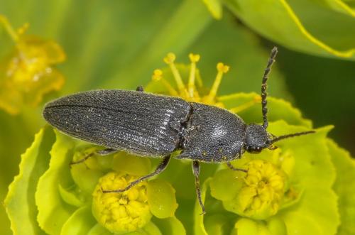Melanotus punctolineatus