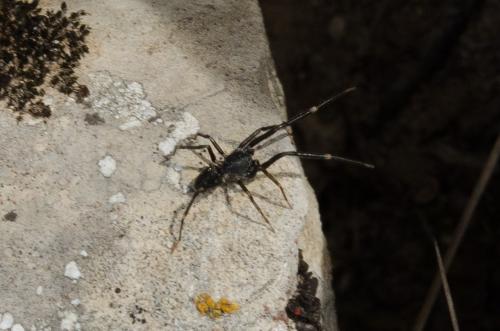 Liophrurillus flavitarsis