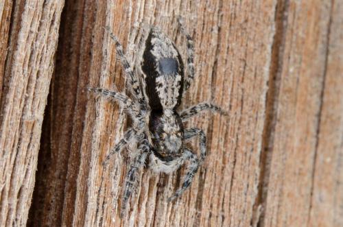 Menemerus taeniatus