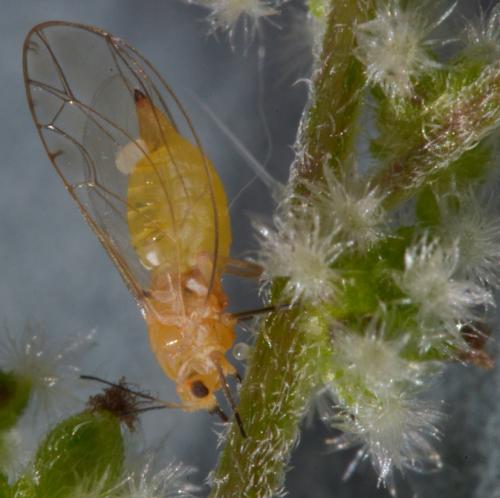Réf. 182 809 : Trioza sp.