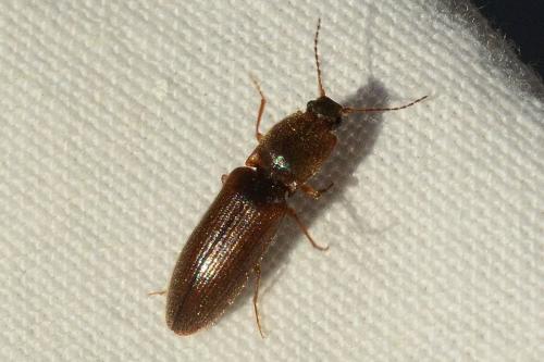 Réf. 182 775 : Athous puncticollis