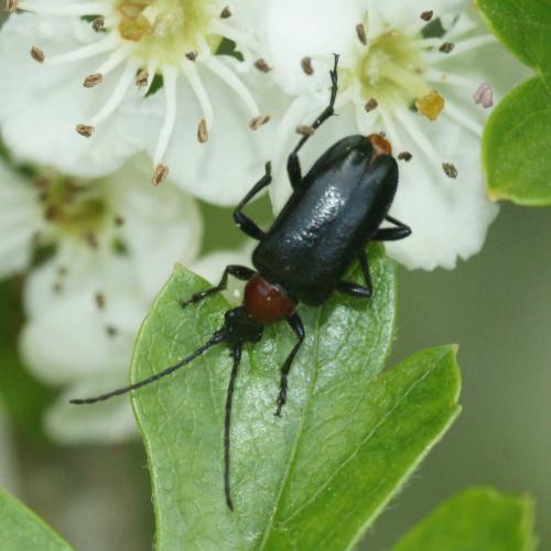 Dinoptera collaris
