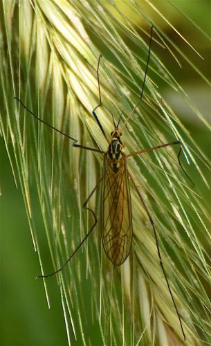 Nephrotoma submaculosa