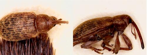 Réf. 182 900 : Dorytomus sp.