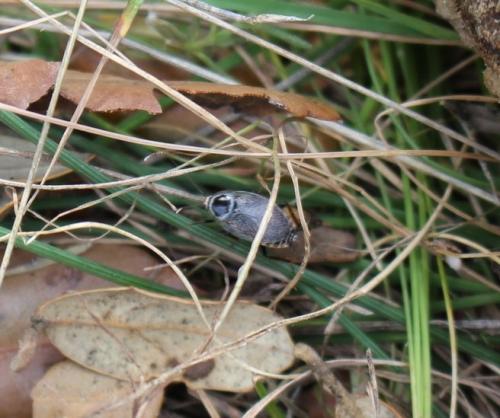 Ectobius nicaeensis