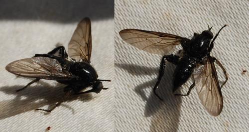 Réf. 182 151 : Empis sp.