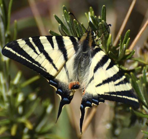 Réf. 182 283 : Iphiclides podalirius