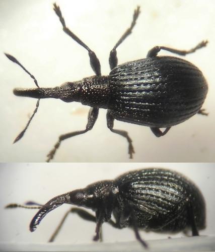 Holotrichapion sp.