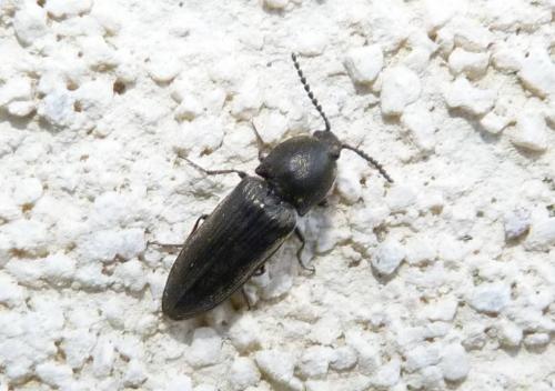 Cidnopus pilosus
