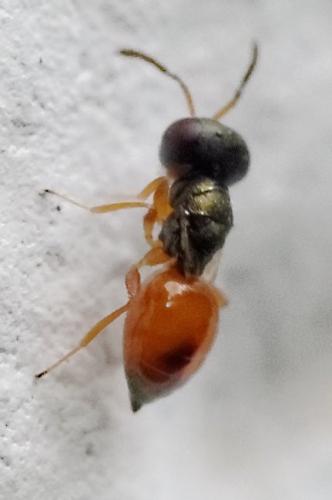Callitula pyrrhogaster
