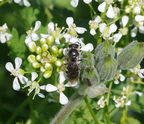 Lasioglossum sp.