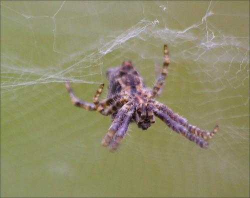 Cyrtophora citricola