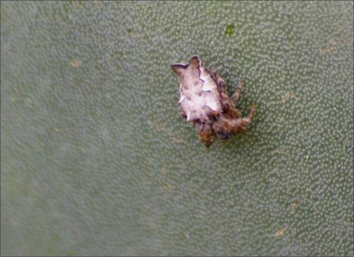Cyrtophora citricola