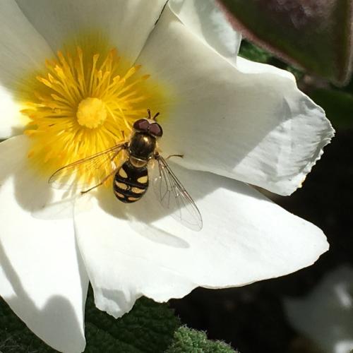 Réf. 182 390 : Eupeodes sp.