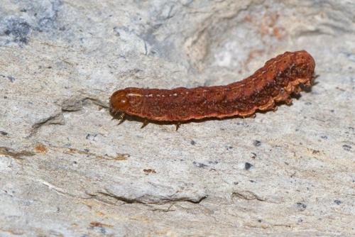 Réf. 182 117 : Protolampra sobrina