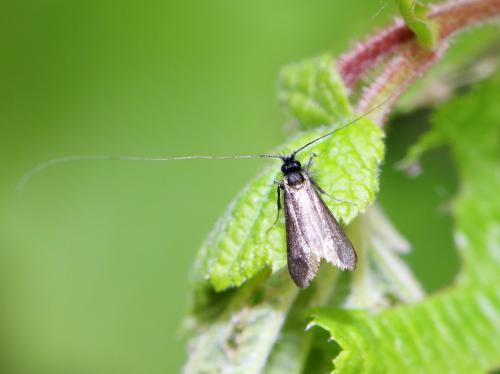 Adela reaumurella