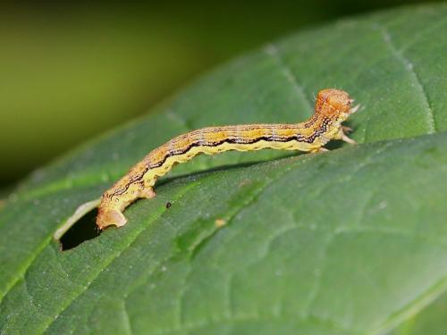 Erannis defoliaria