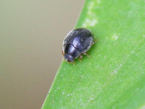Scymnus rubromaculatus