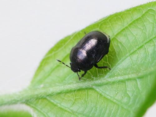 Réf. 182 619 : Thyreocoris scarabaeoides