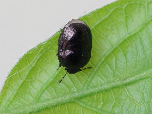 Réf. 182 620 : Thyreocoris scarabaeoides